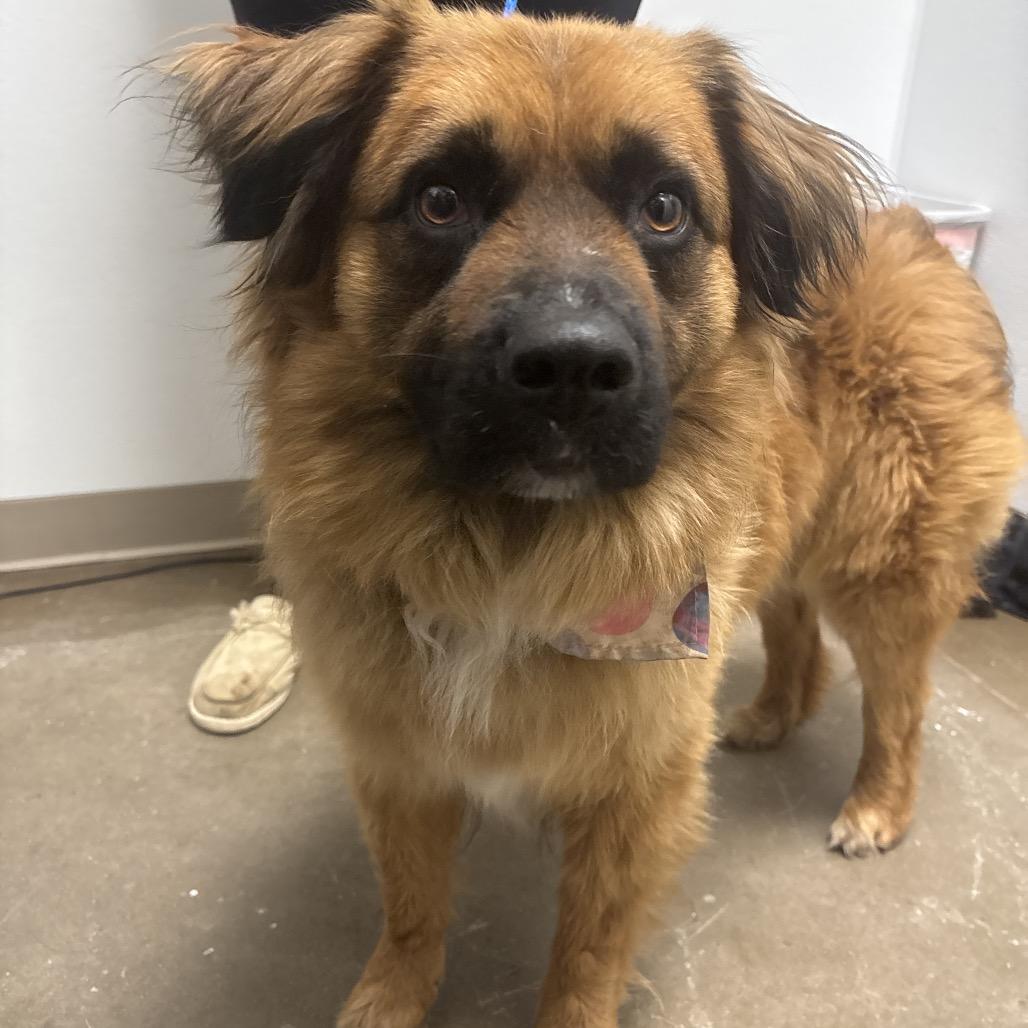 Chuck, a Adoptable mixed breed in Tulsa, OK image 5/6