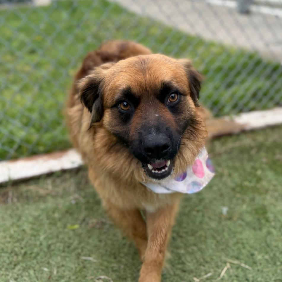 Chuck, a Adoptable mixed breed in Tulsa, OK image 6/6