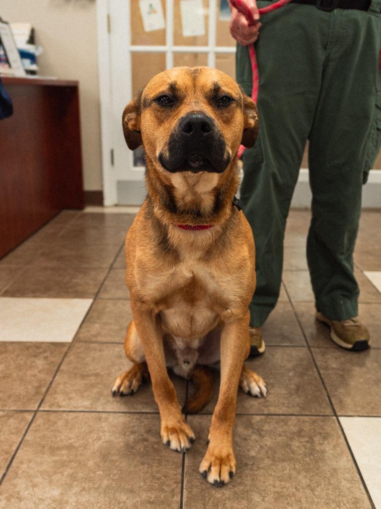 Enlarge Murray, a Adoptable mixed breed in Mocksville, NC image 1/4