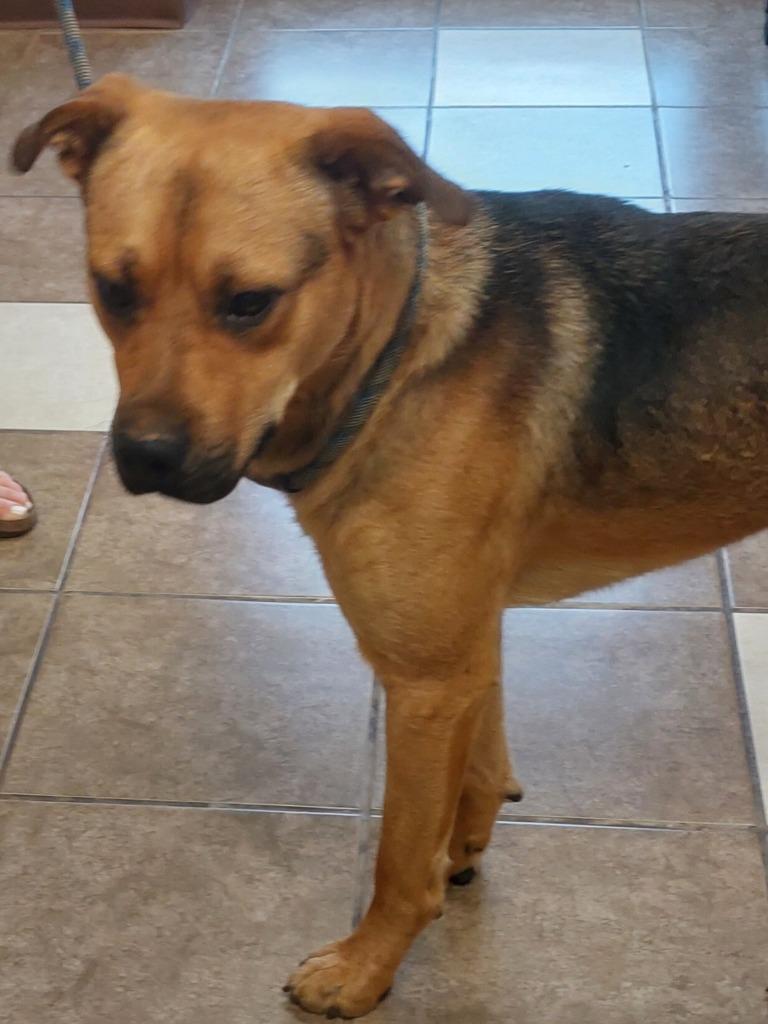 Enlarge Murray, a Adoptable mixed breed in Mocksville, NC image 1/1