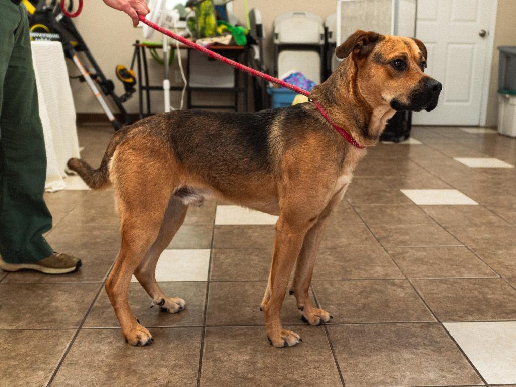 Enlarge Murray, a Adoptable mixed breed in Mocksville, NC image 3/4