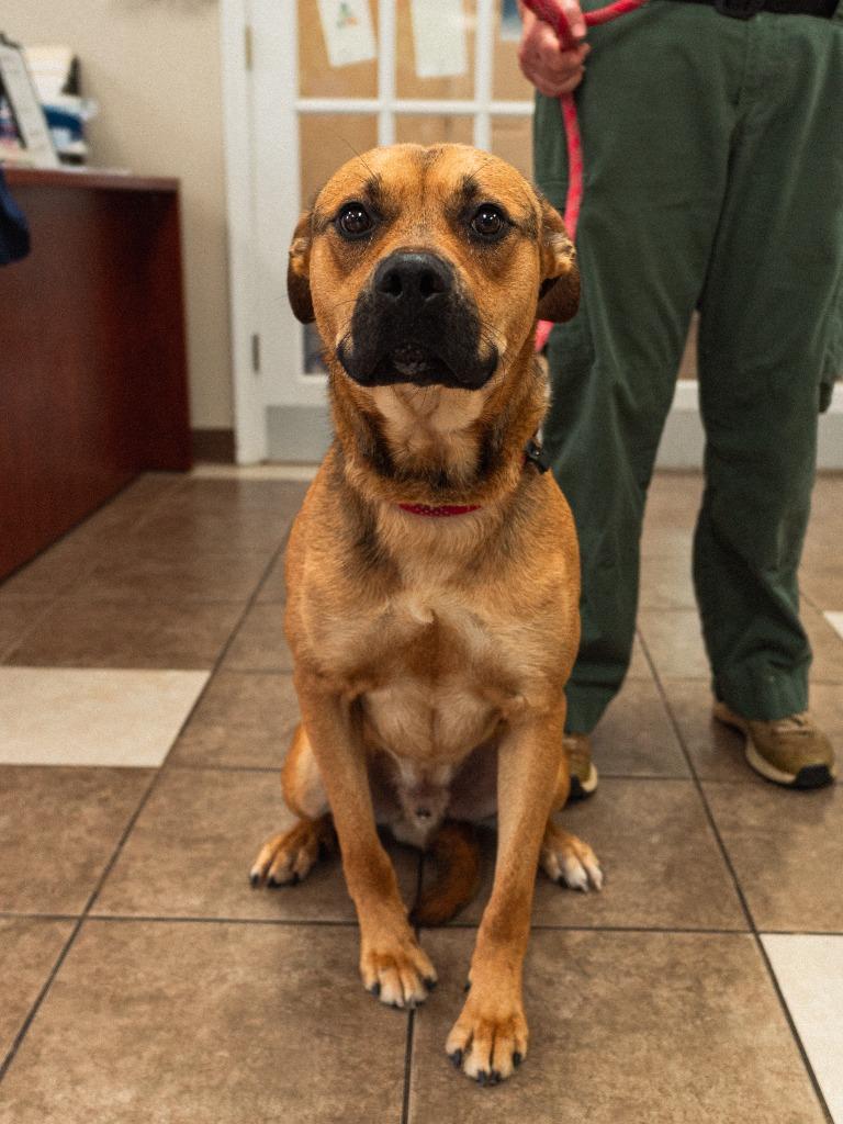 Enlarge Murray, a Adoptable mixed breed in Mocksville, NC image 4/4