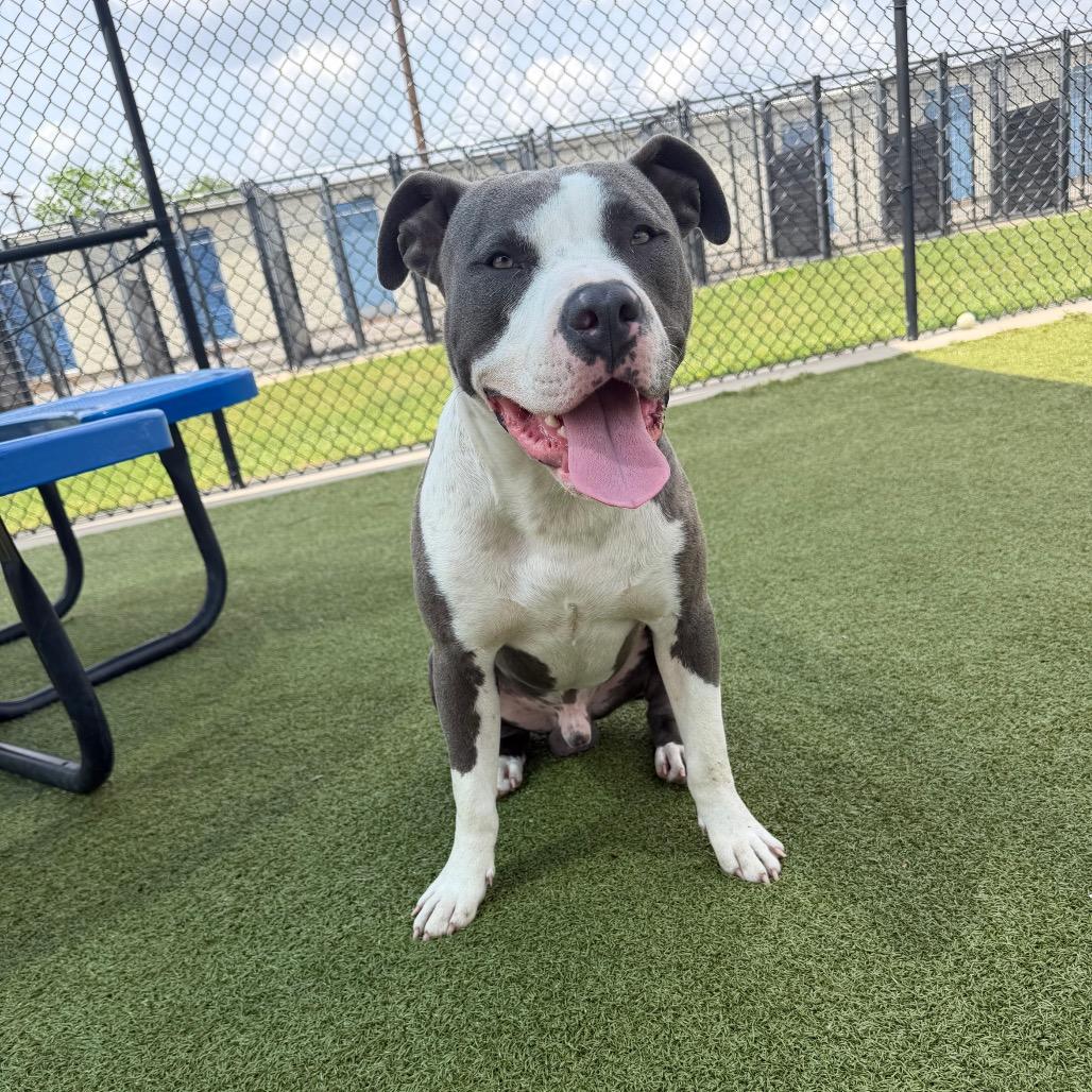 Bench, Adoptable, Adult Male Pit Bull Terrier.