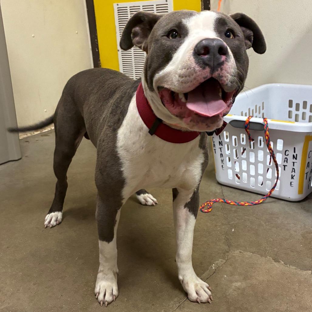 Enlarge Bench, a Adoptable Pit Bull Terrier in Bryan, TX image 2/6