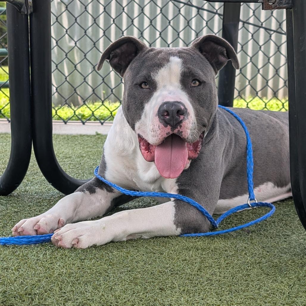 Enlarge Bench, a Adoptable Pit Bull Terrier in Bryan, TX image 4/6
