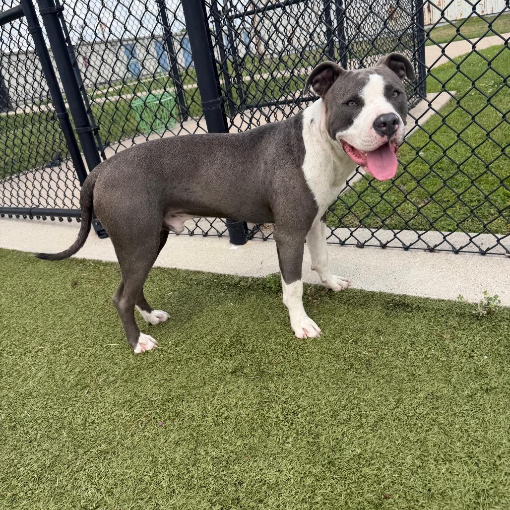 Enlarge Bench, a Adoptable Pit Bull Terrier in Bryan, TX image 5/6