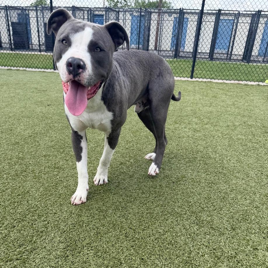 Enlarge Bench, a Adoptable Pit Bull Terrier in Bryan, TX image 6/6
