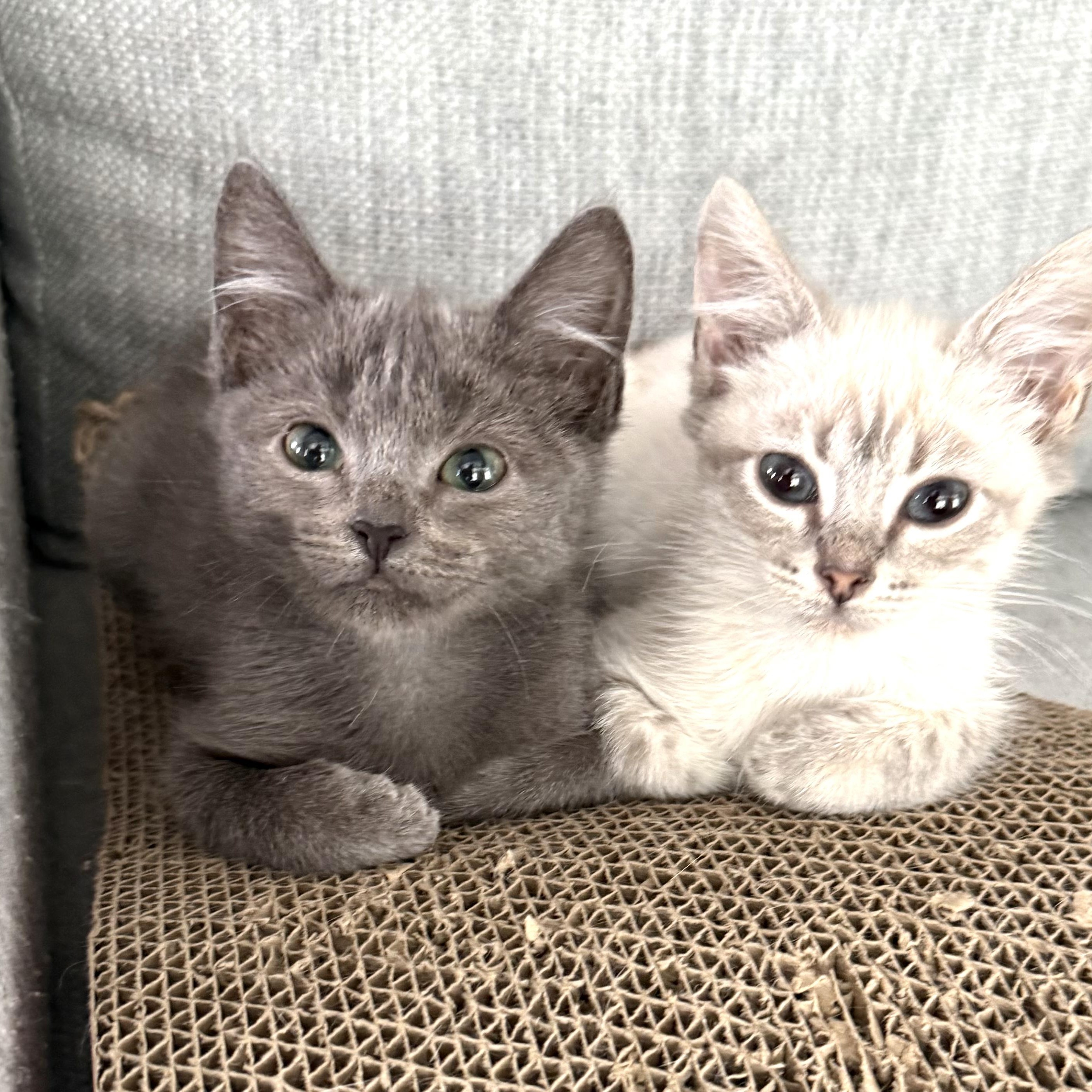 Enlarge Gooby, a Adopted Siamese in Garden Grove, CA image 3/3