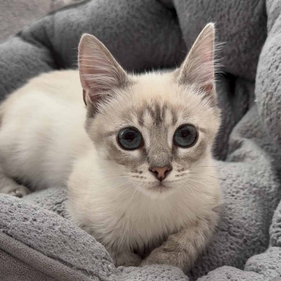 Gooby, Adopted, Kitten Male Siamese.