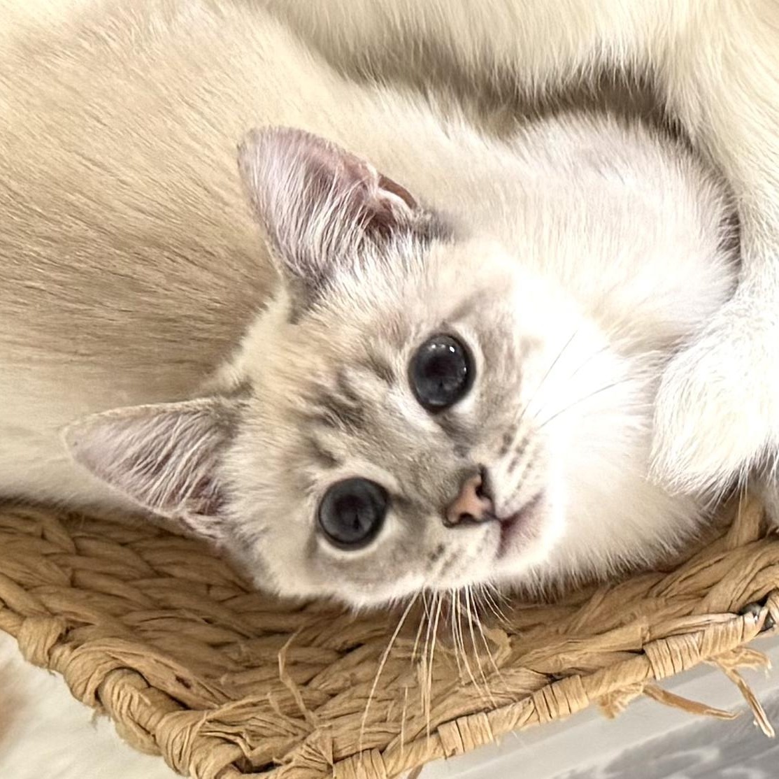 Enlarge Gooby, a Adopted Siamese in Garden Grove, CA image 2/3