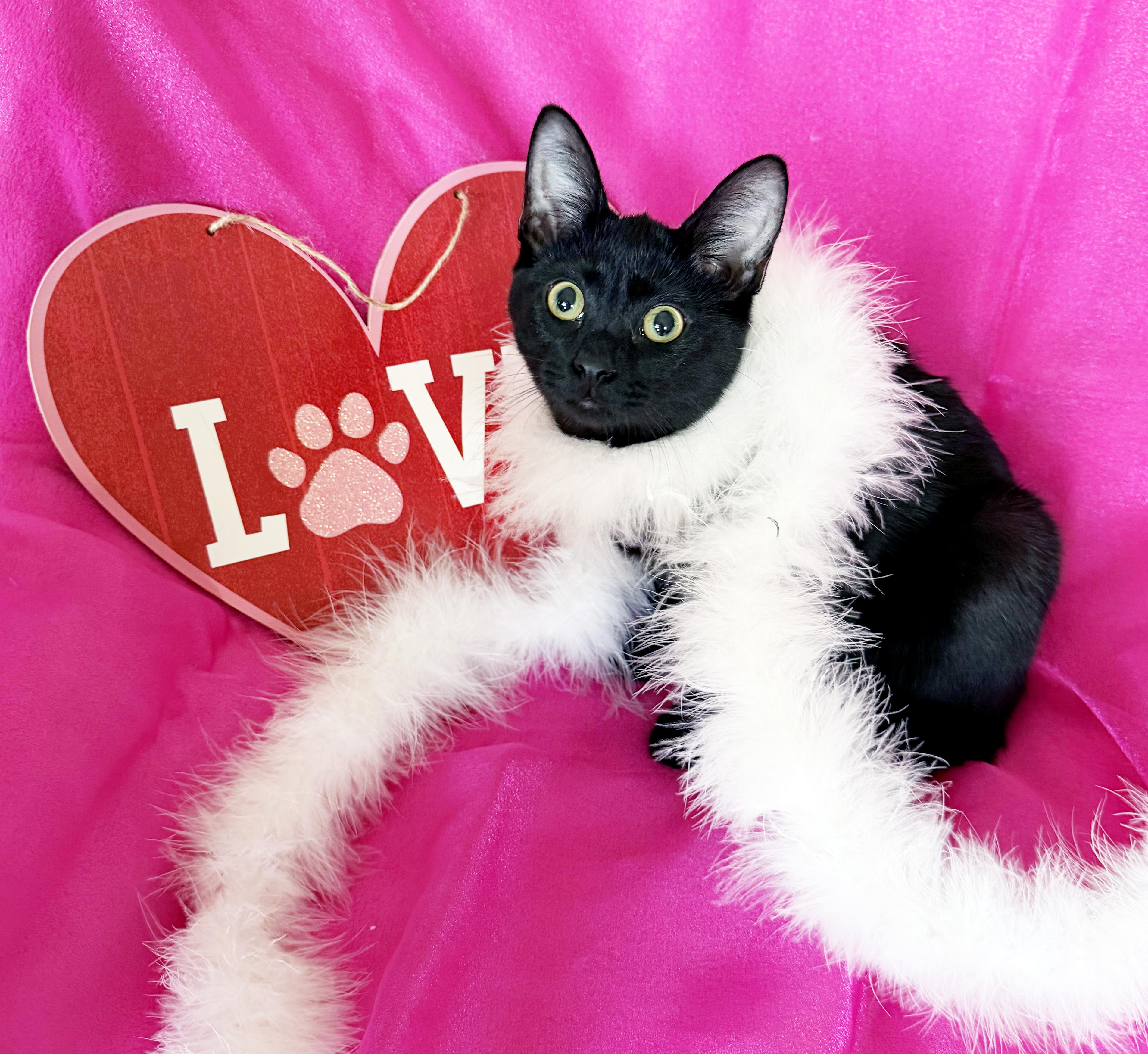 Sakura, adoptable, Kitten Female Domestic Short Hair.