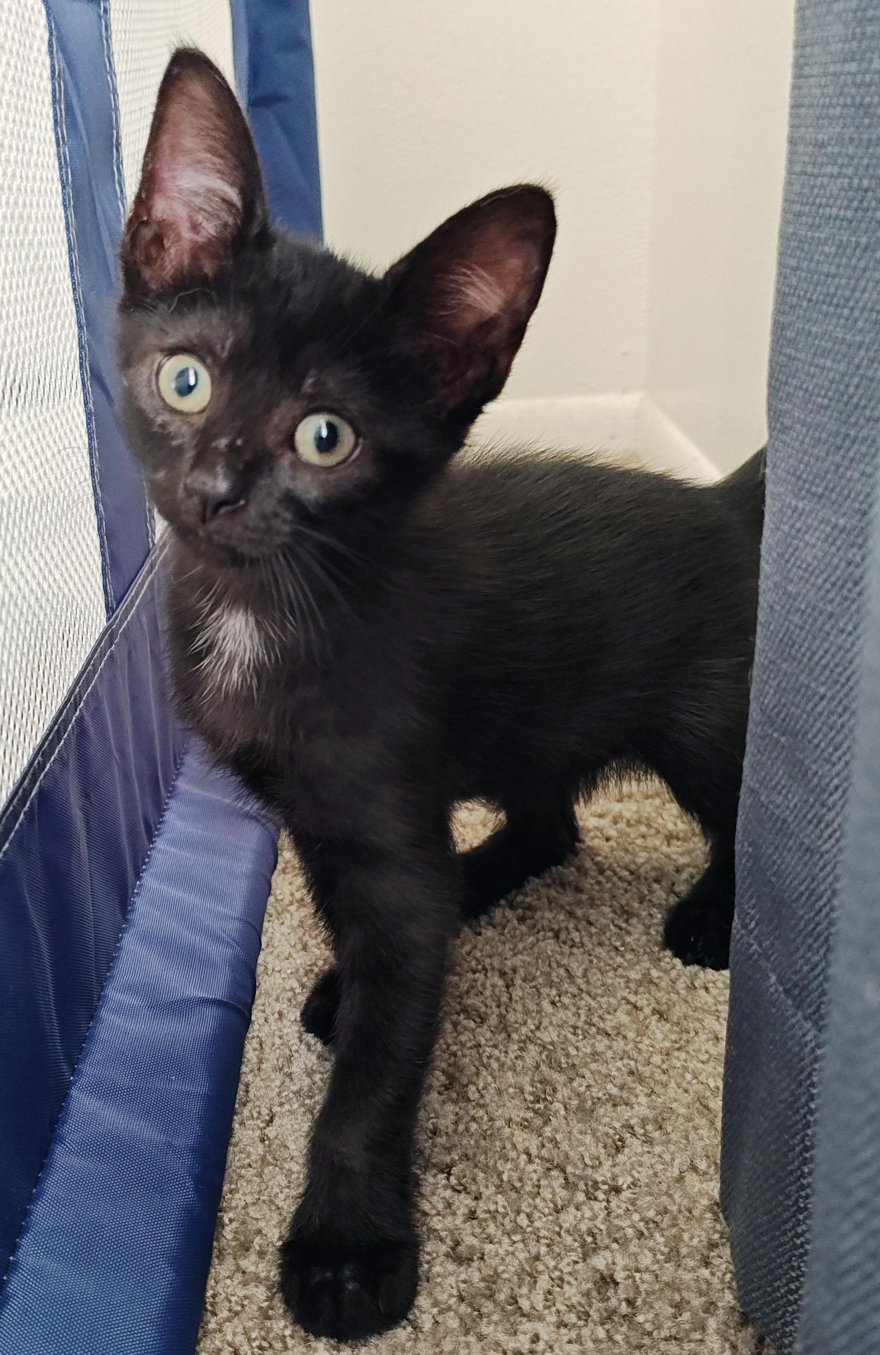 Sakura, a Adoptable mixed breed in Lake Monroe, FL image 2/2