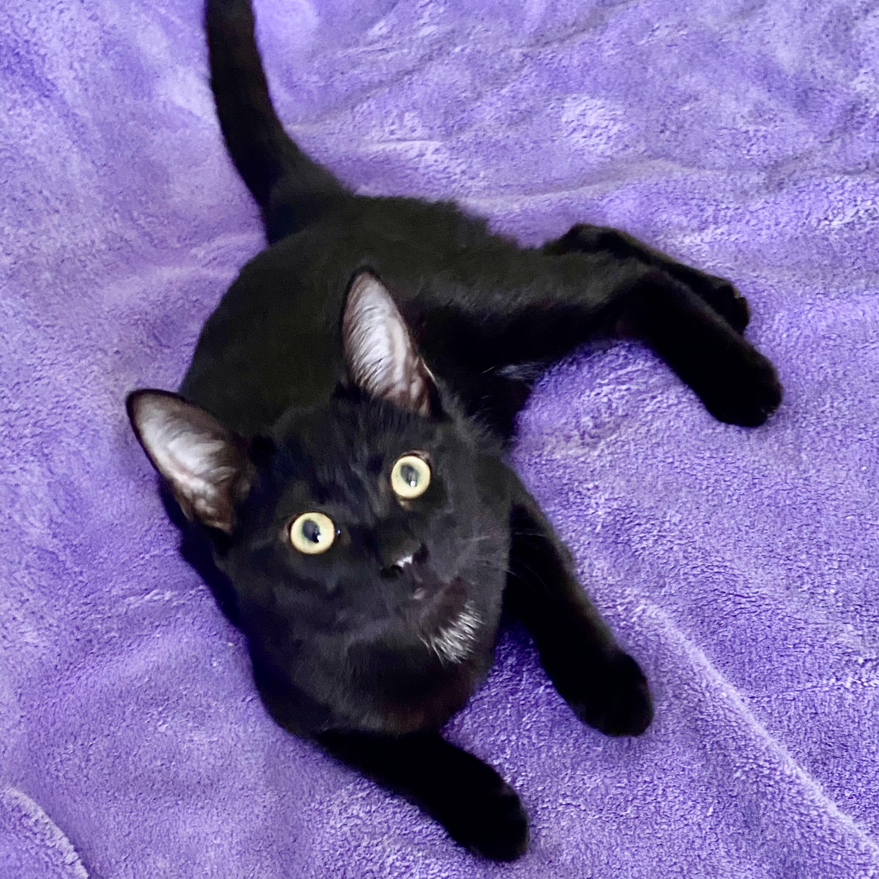 Sakura, Adoptable, Kitten Female Domestic Short Hair.