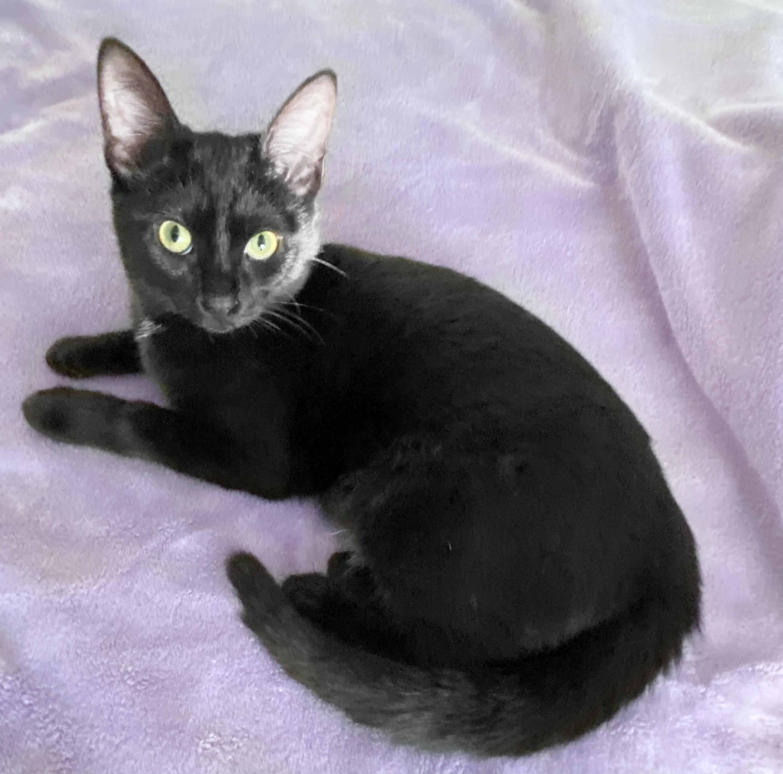 Enlarge Sakura, a Adoptable mixed breed in Lake Monroe, FL image 6/6