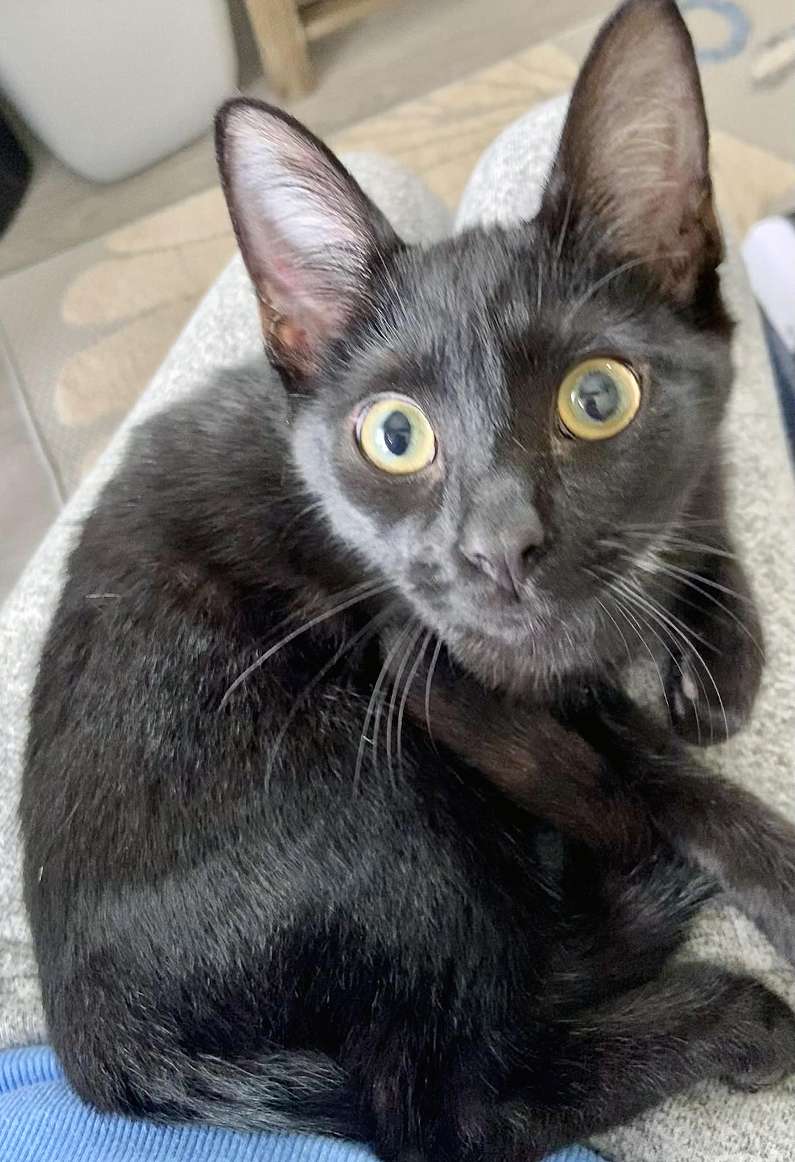 Enlarge Sakura, a Adoptable mixed breed in Lake Monroe, FL image 5/6