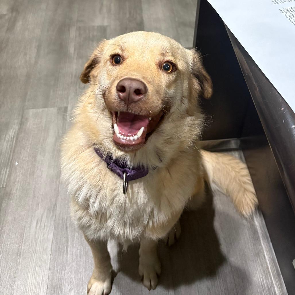 Enlarge Ginger IX 25-142, a Adoptable mixed breed in Little Rock, AR image 2/6