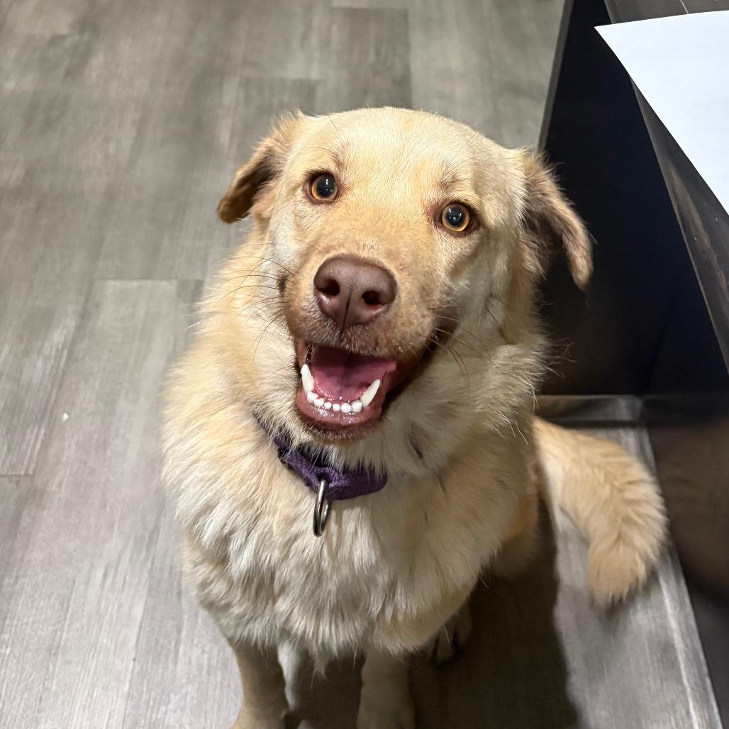 Enlarge Ginger IX 25-142, a Adoptable mixed breed in Little Rock, AR image 3/6