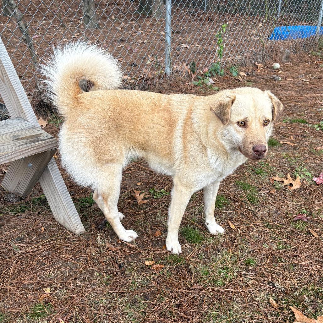 Enlarge Ginger IX 25-142, a Adoptable mixed breed in Little Rock, AR image 4/6