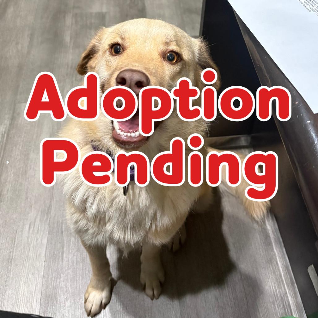 Enlarge Ginger IX 25-142, a Adoptable mixed breed in Little Rock, AR image 1/1