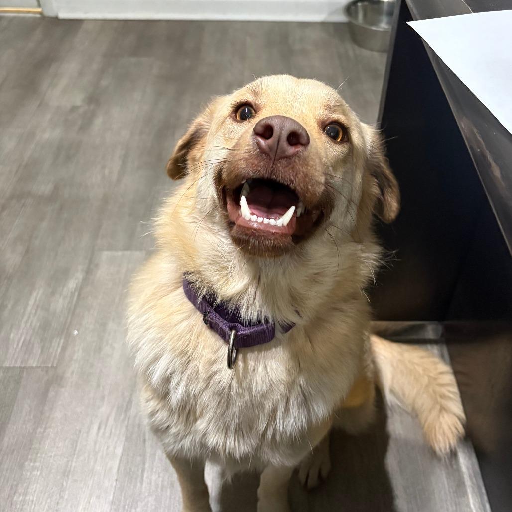 Enlarge Ginger IX 25-142, a Adoptable mixed breed in Little Rock, AR image 5/6