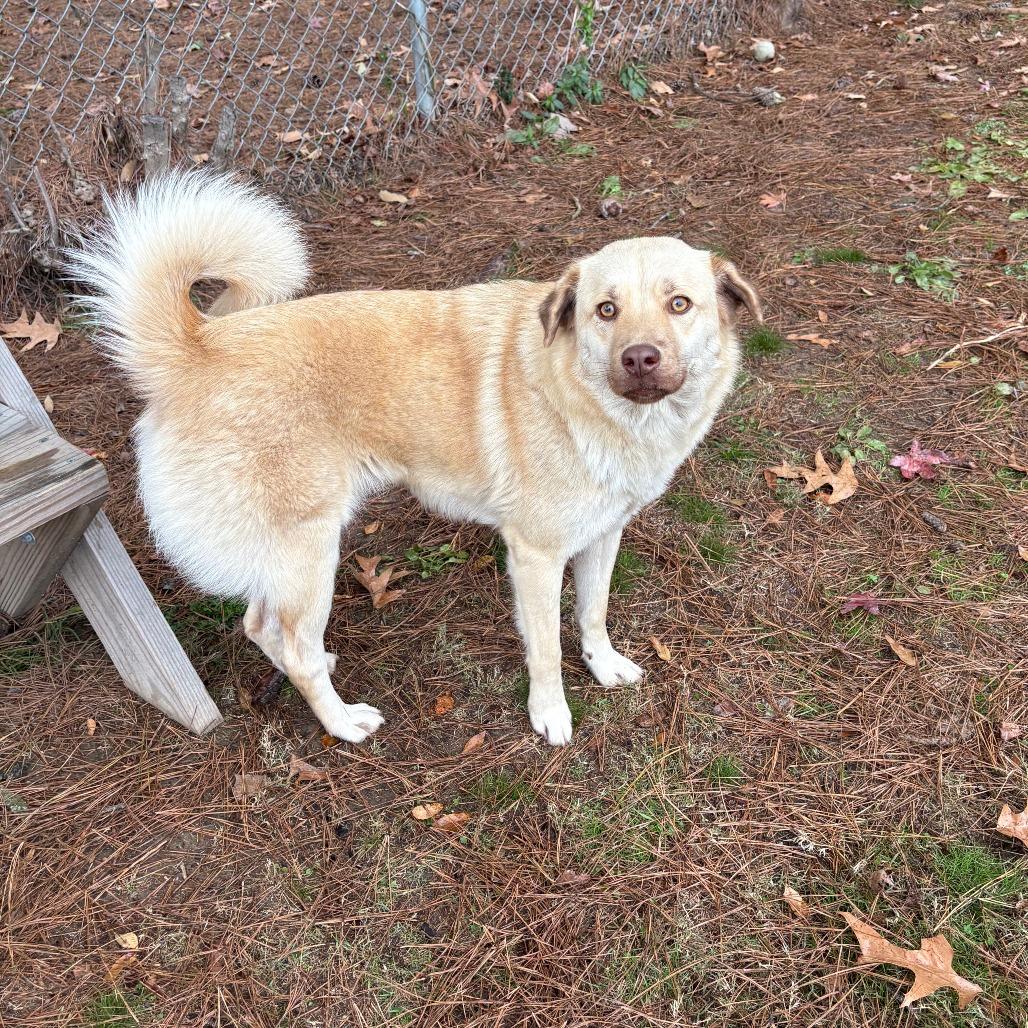 Enlarge Ginger IX 25-142, a Adoptable mixed breed in Little Rock, AR image 6/6