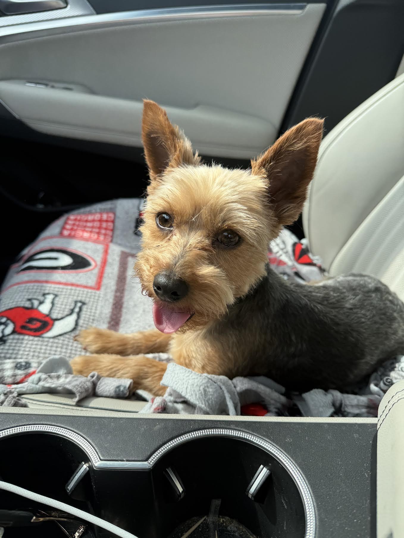 Enlarge Meesha, an adopted Yorkshire Terrier in Cumming, GA image 6/6