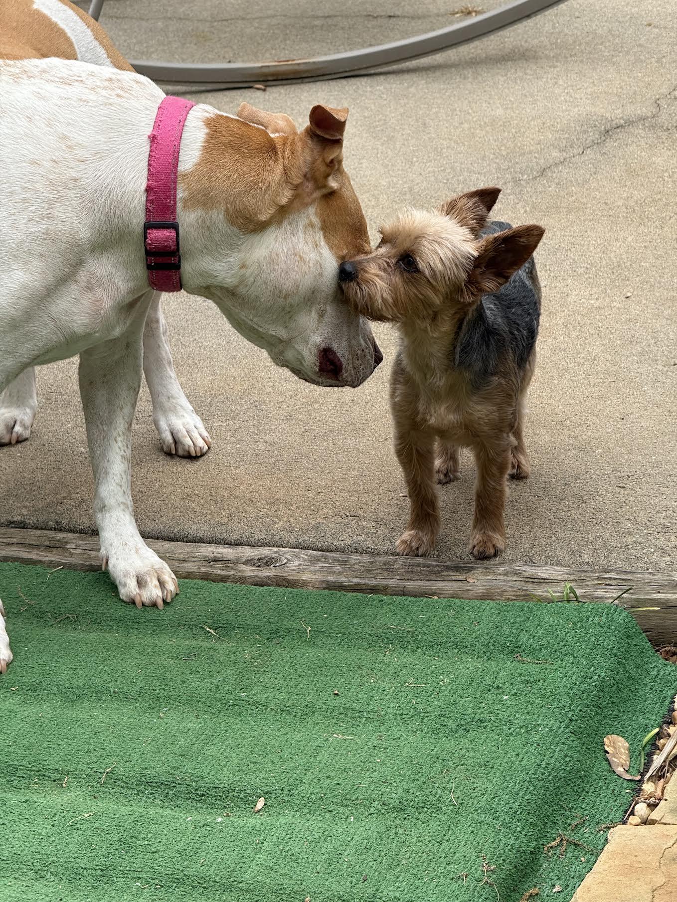 Enlarge Meesha, an adopted Yorkshire Terrier in Cumming, GA image 4/6