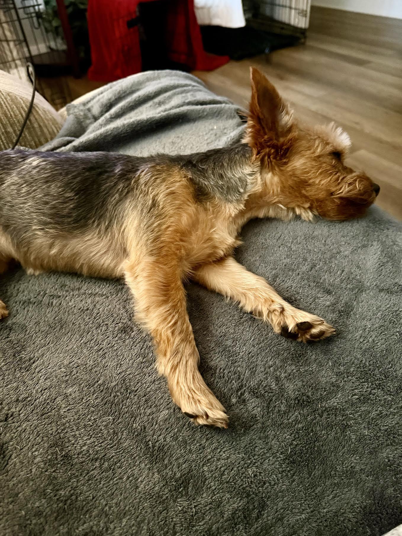 Enlarge Meesha, an adopted Yorkshire Terrier in Cumming, GA image 2/6