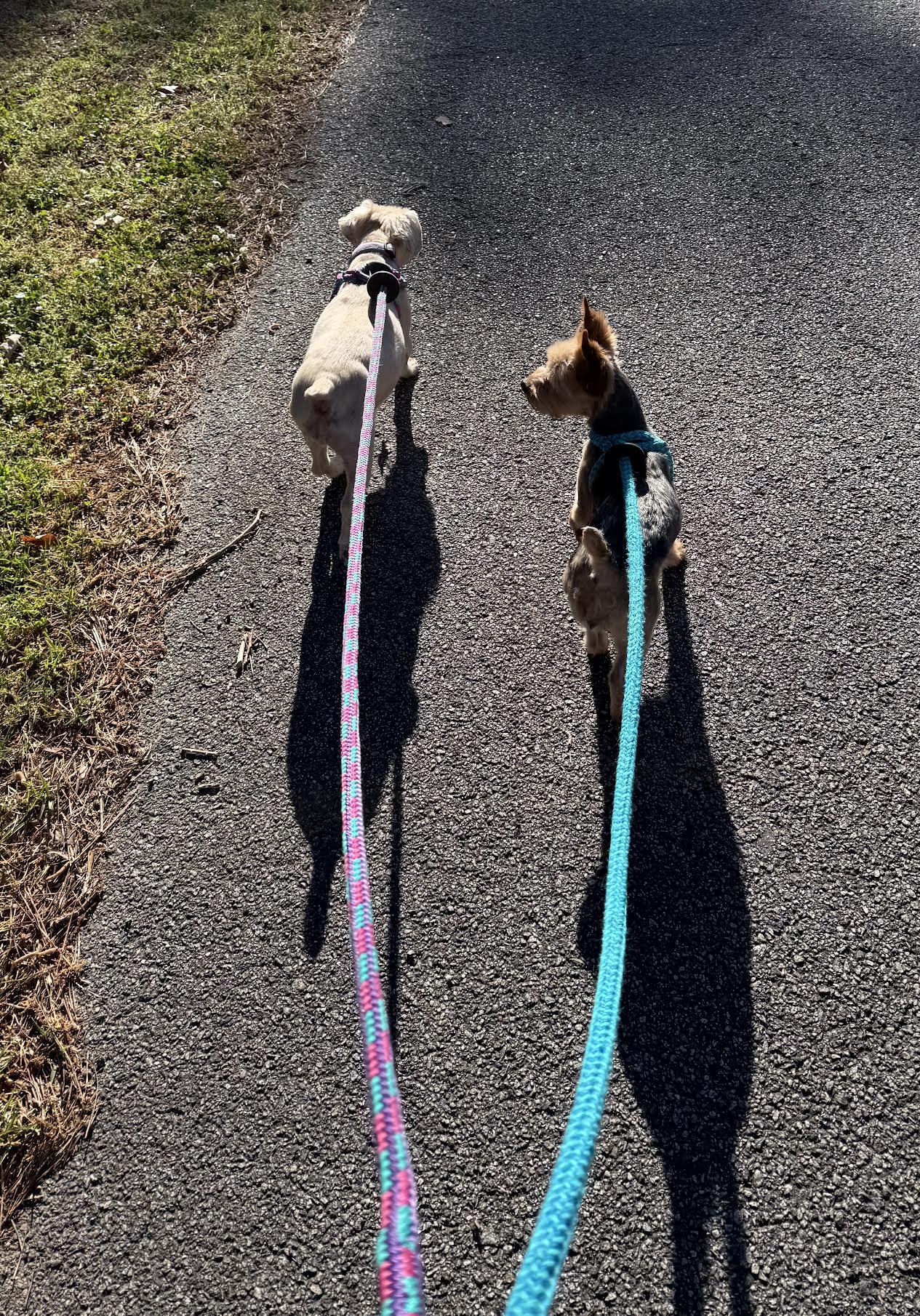 Enlarge Meesha, an adopted Yorkshire Terrier in Cumming, GA image 5/6