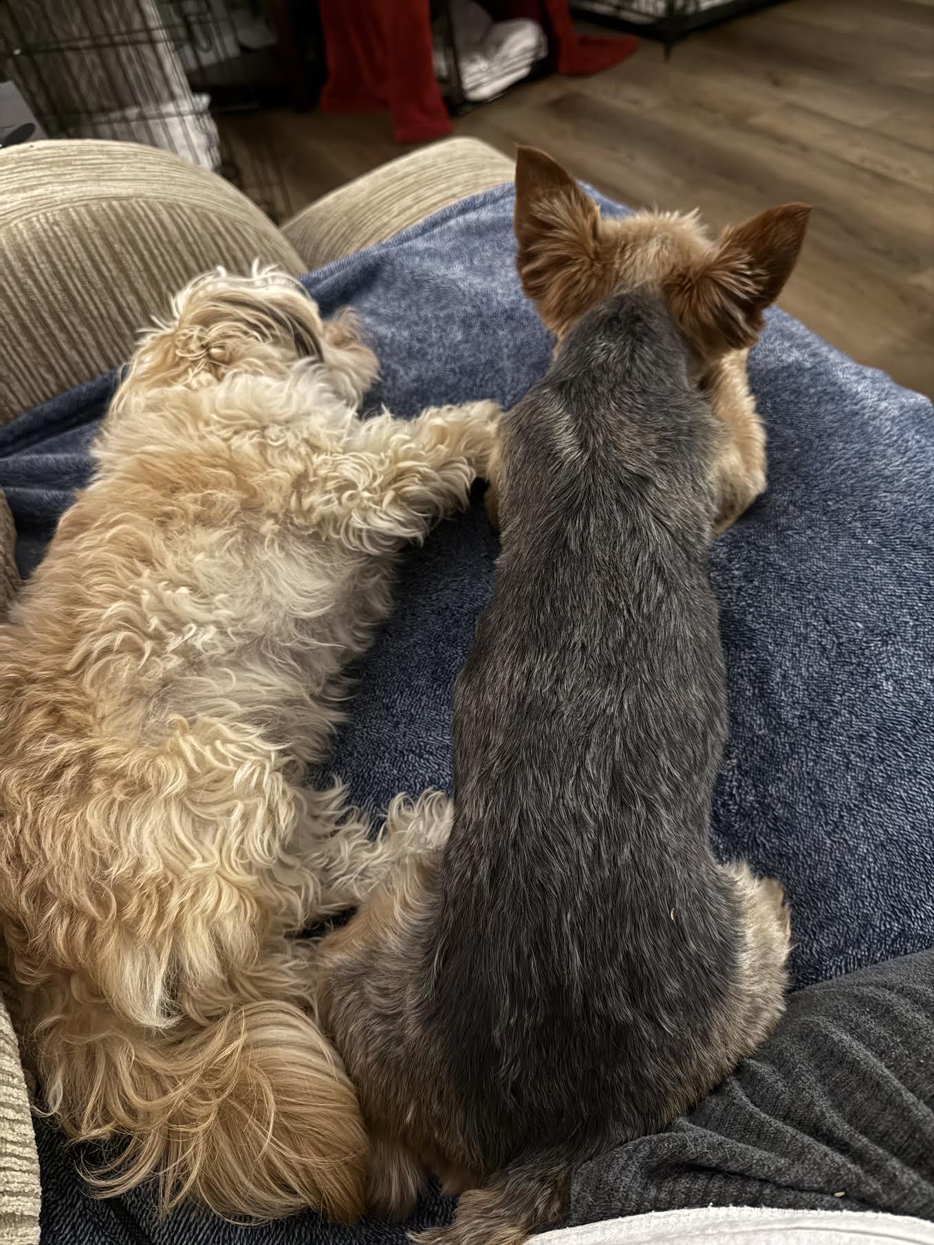 Enlarge Meesha, an adopted Yorkshire Terrier in Cumming, GA image 3/6