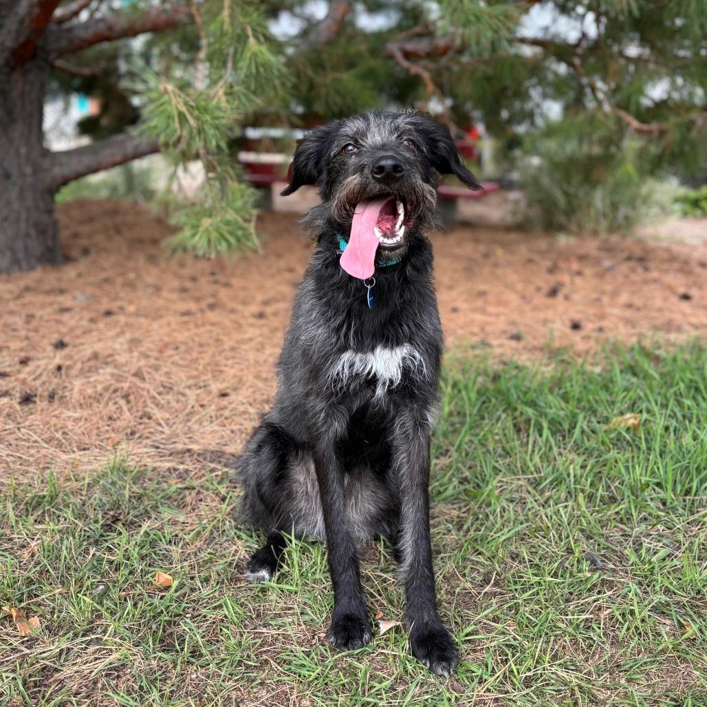 Pippin, Adoptable, Adult Female Labrador Retriever & German Wirehaired Pointer.