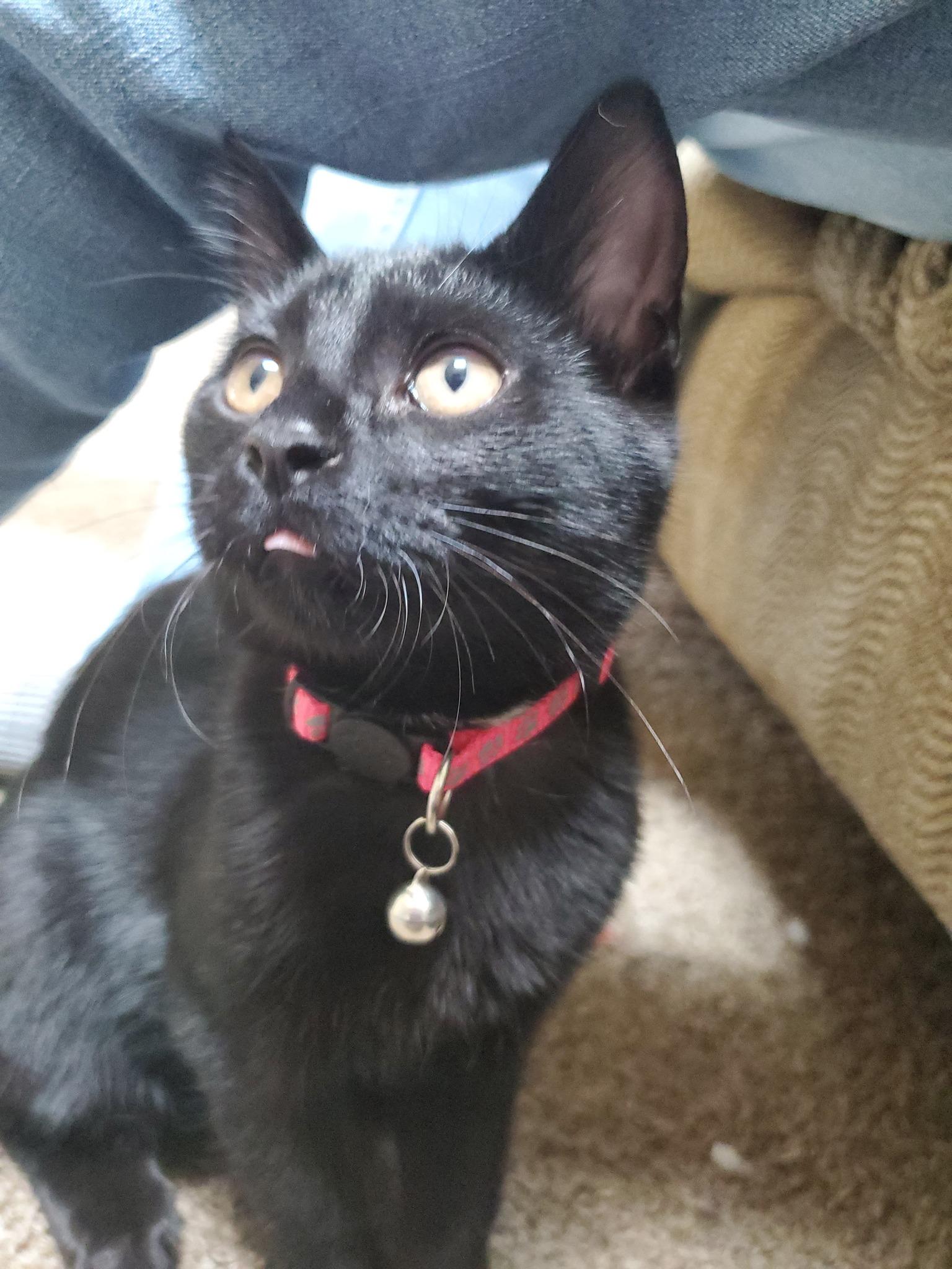 Enlarge Coriander, a Adoptable Domestic Short Hair in Crown Point, IN image 1/2