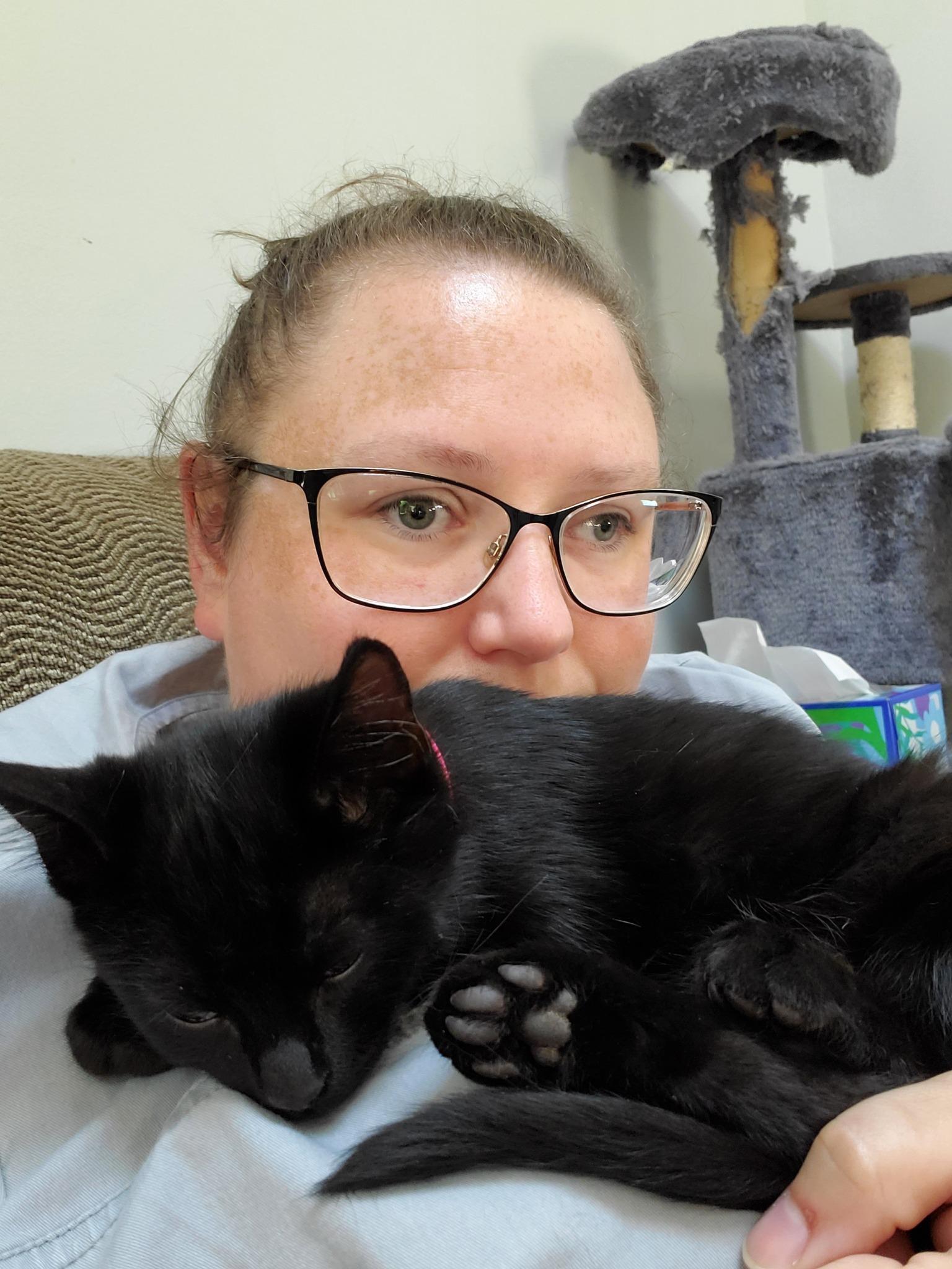 Enlarge Coriander, a Adoptable Domestic Short Hair in Crown Point, IN image 2/2