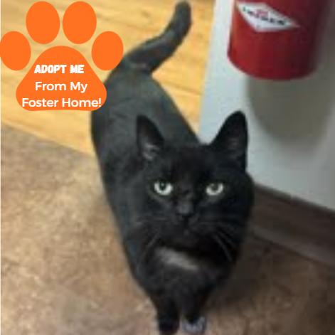 Hubie, Adoptable, Adult Male Domestic Short Hair.