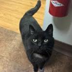 Enlarge Hubie, a Adoptable Domestic Short Hair in Edwardsville, IL image 2/6