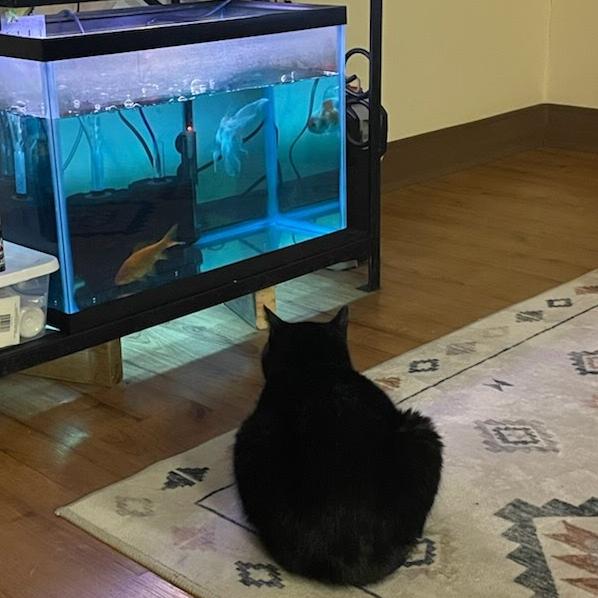 Enlarge Hubie, a Adoptable Domestic Short Hair in Edwardsville, IL image 3/6