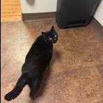 Enlarge Hubie, a Adoptable Domestic Short Hair in Edwardsville, IL image 4/6