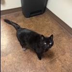 Enlarge Hubie, a Adoptable Domestic Short Hair in Edwardsville, IL image 6/6