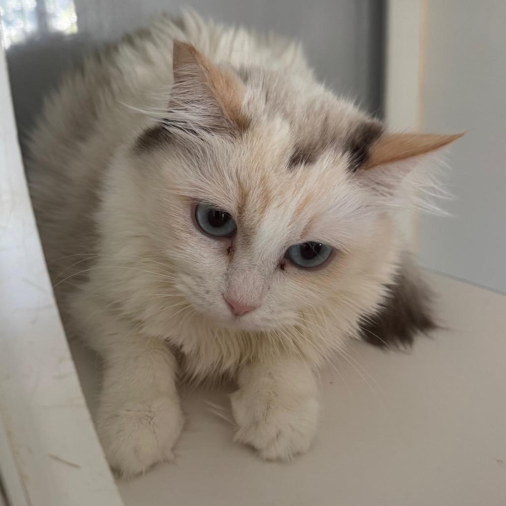 Louise, Adoptable, Adult Female Domestic Long Hair.