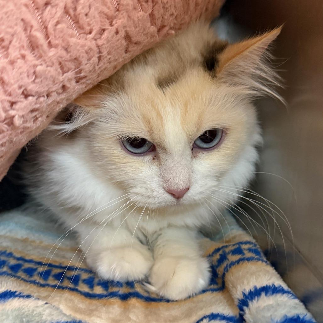 Enlarge Louise, a Adoptable Domestic Long Hair in Buellton, CA image 3/3