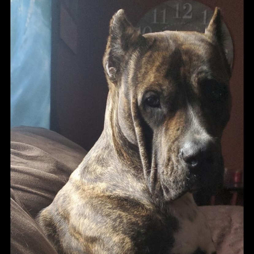 Mia, Adoptable, Adult Female Presa Canario.