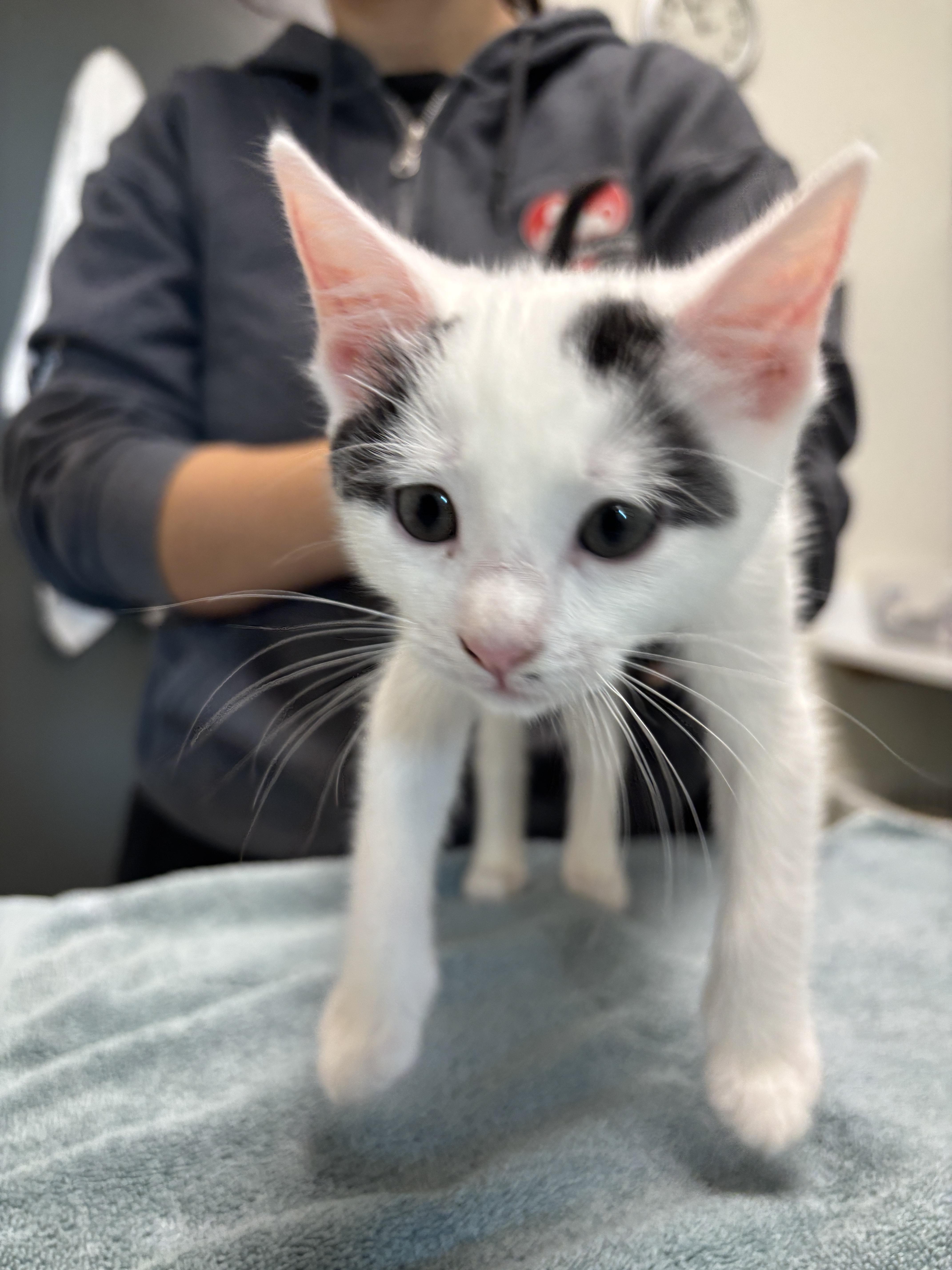 Celeste, Adopted, Young Female Domestic Short Hair.