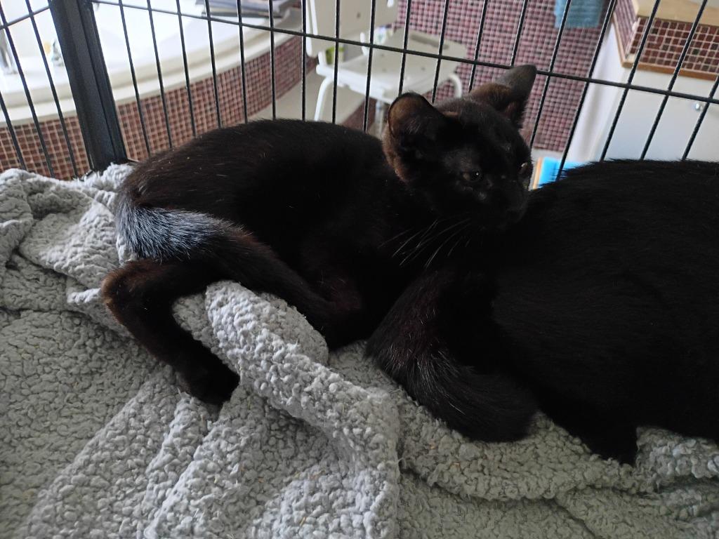 Noah-Black older kitten upstairs, Adoptable, Kitten Male Domestic Short Hair.