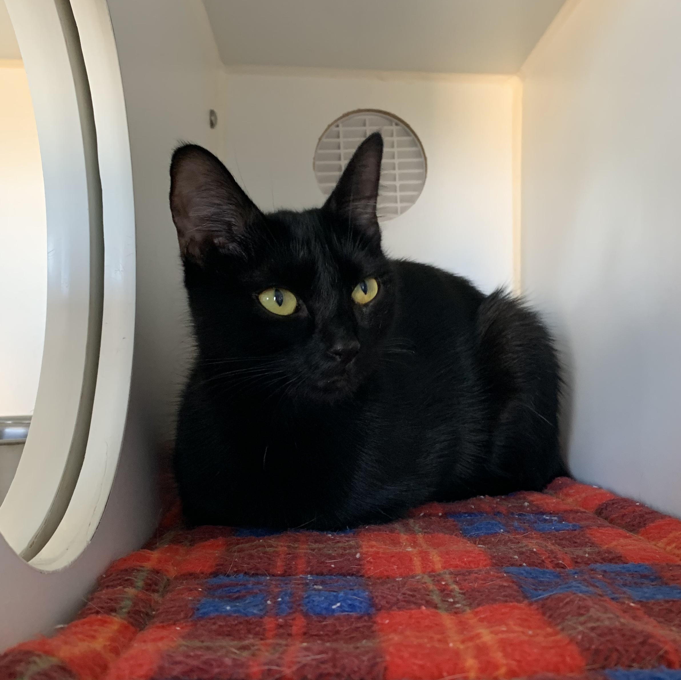 Dior, Adoptable, Young Female Domestic Short Hair.