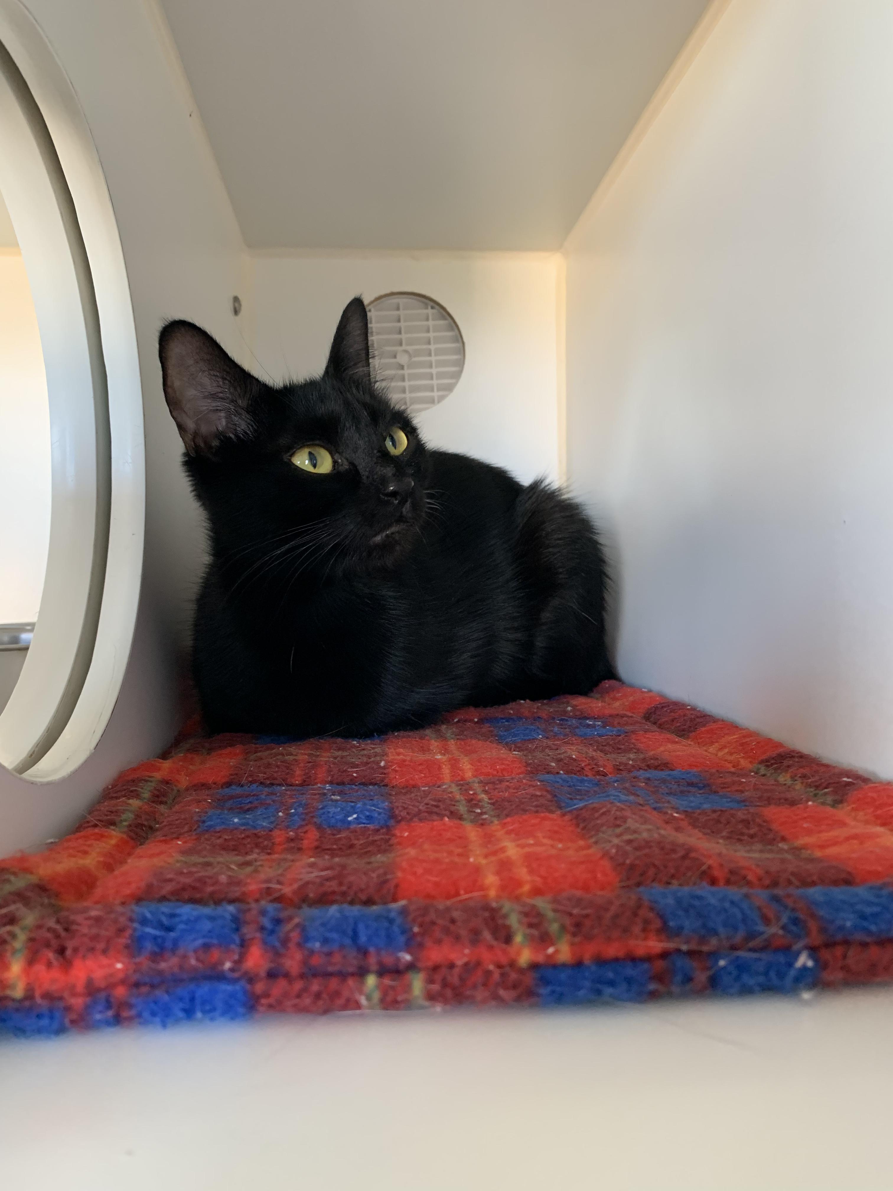 Enlarge Dior, a Adoptable Domestic Short Hair in Grass Valley, CA image 2/2