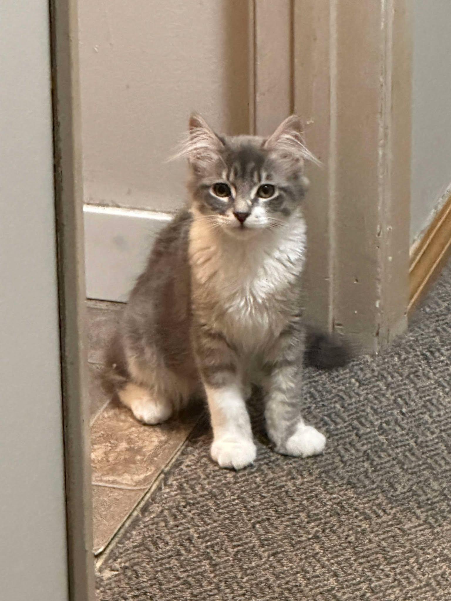 Kraken, Baby Female unknown