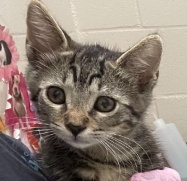 Enlarge Ruffles, a Adoptable mixed breed in El Cajon, CA image 1/1