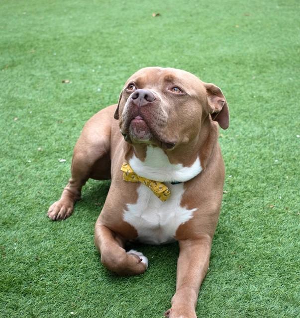 Enlarge GEORGIE, a Adoptable Pit Bull Terrier in Agoura, CA image 1/1