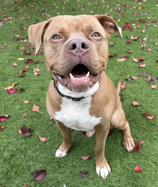 Enlarge GEORGIE, a Adoptable Pit Bull Terrier in Agoura, CA image 1/1