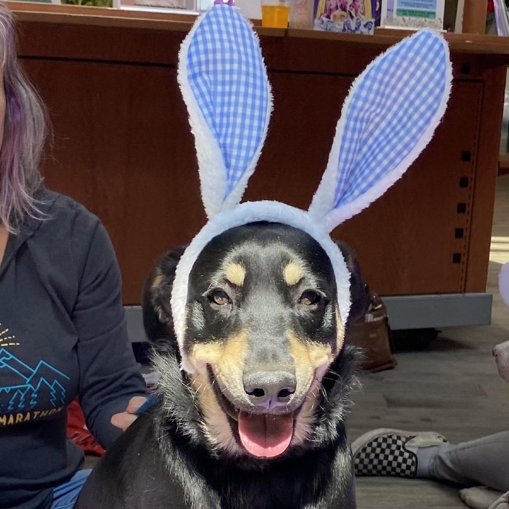 Mork (Tumbleweed #4), a Adoptable mixed breed in Tuba City, AZ image 1/6